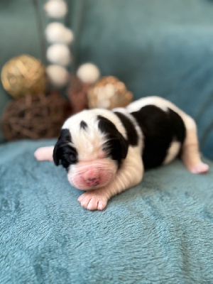 CHIOT 1