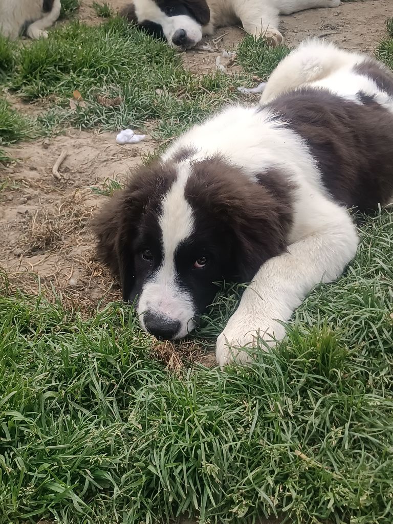 Du Domaine Du Boutlande - Chiots disponibles - Landseer type continental europeen