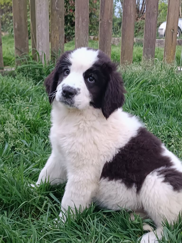 Du Domaine Du Boutlande - Chiots disponibles - Landseer type continental europeen