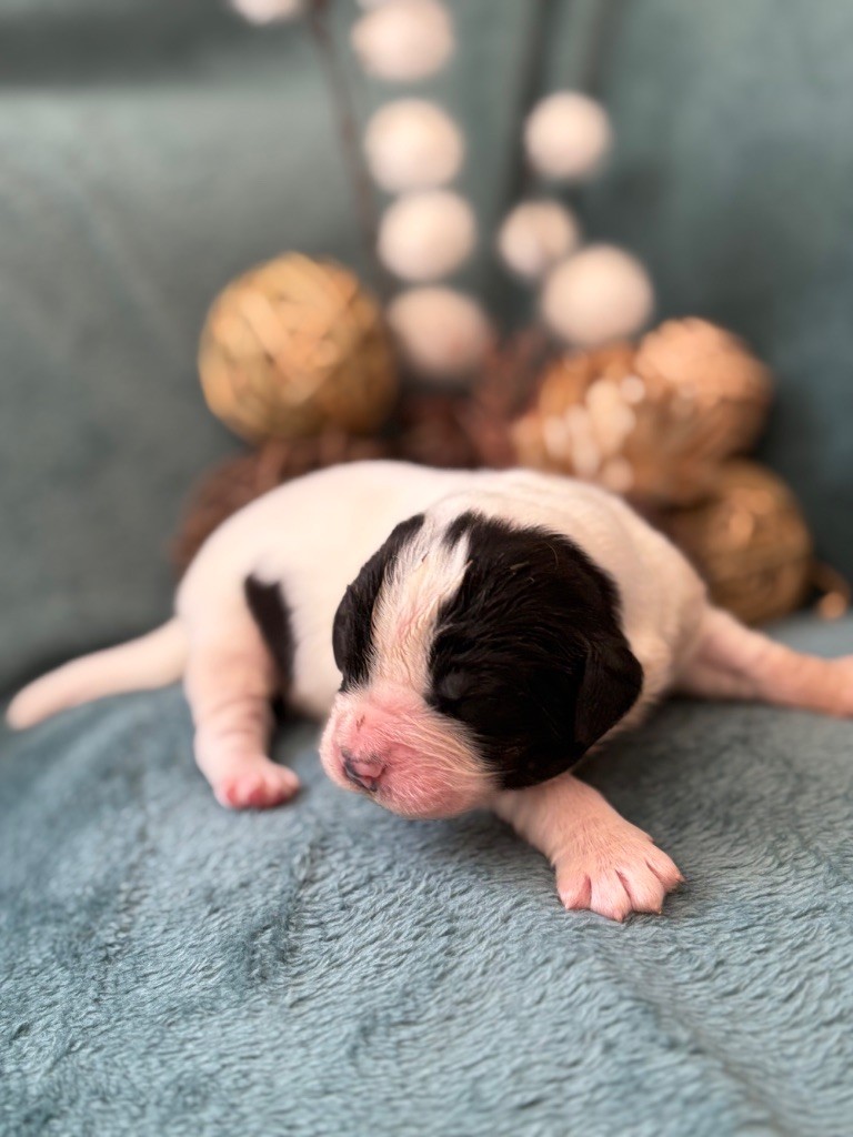 Du Domaine Du Boutlande - Chiots disponibles - Landseer type continental europeen