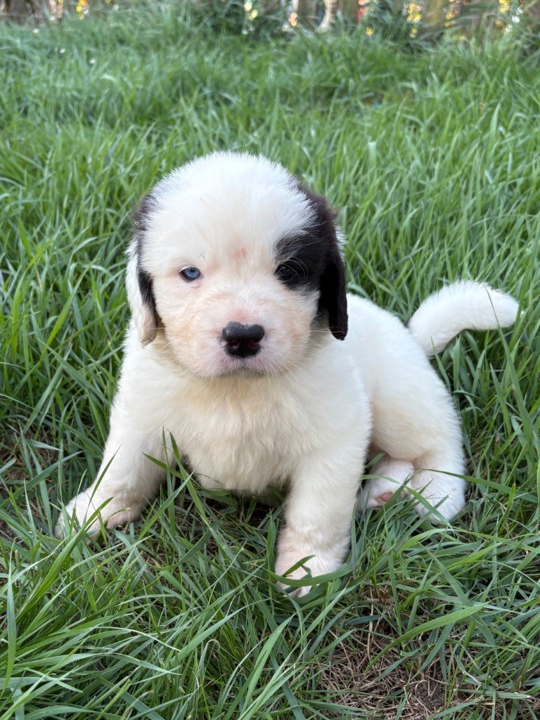 Du Domaine Du Boutlande - Chiots disponibles - Landseer type continental europeen