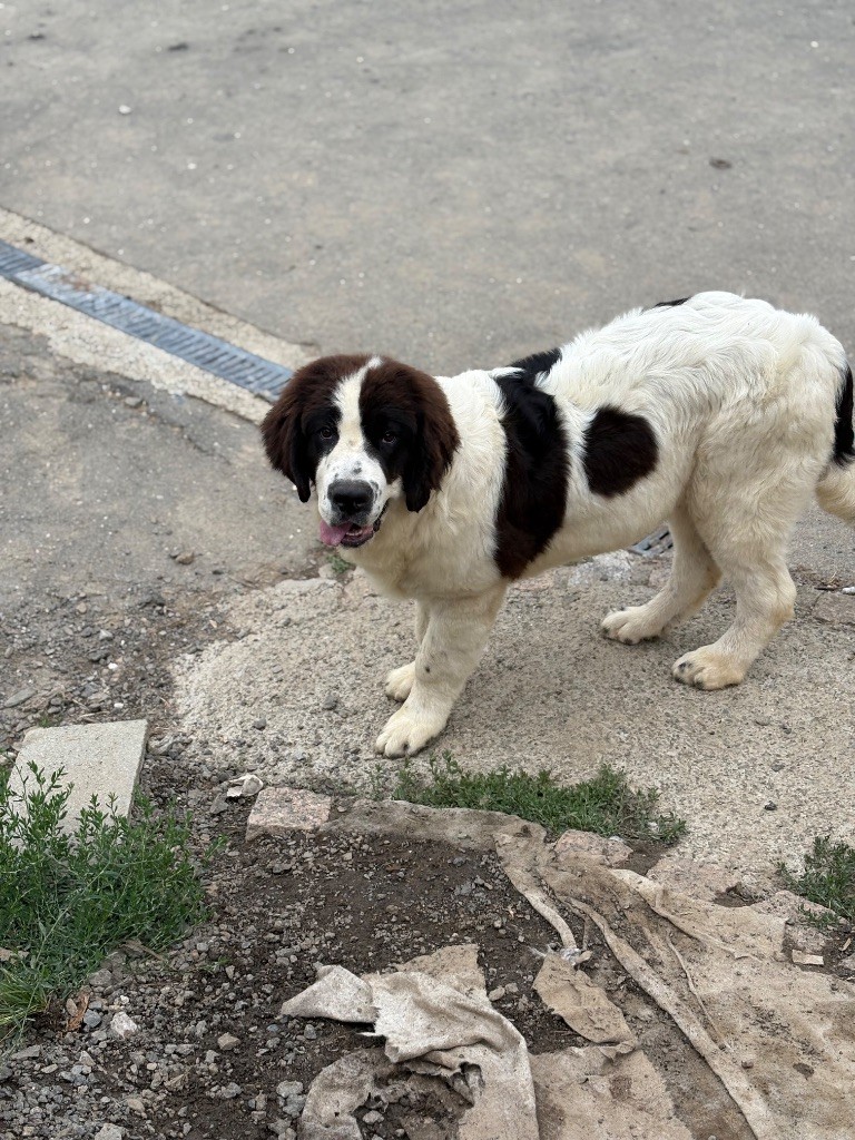 Du Domaine Du Boutlande - Chiots disponibles - Landseer type continental europeen