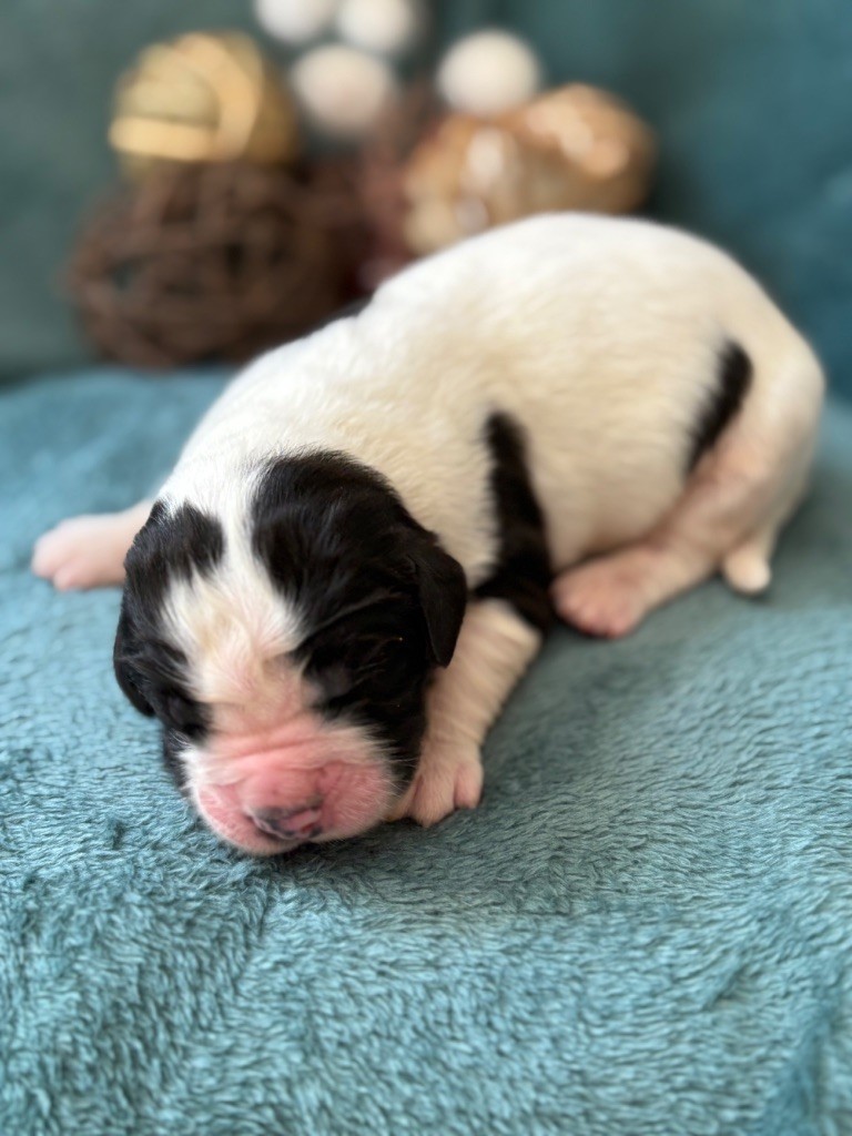 Du Domaine Du Boutlande - Chiots disponibles - Landseer type continental europeen