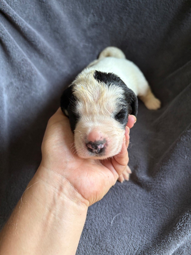 Du Domaine Du Boutlande - Chiots disponibles - Landseer type continental europeen