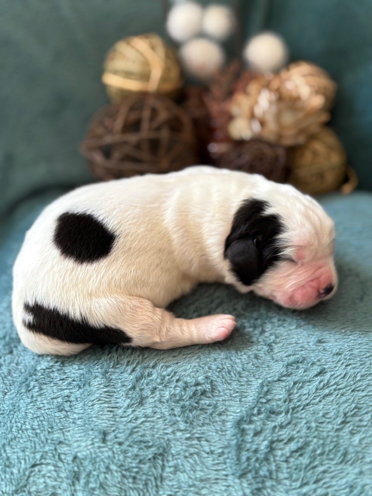 Du Domaine Du Boutlande - Chiots disponibles - Landseer type continental europeen