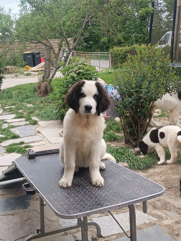 Du Domaine Du Boutlande - Chiots disponibles - Landseer type continental europeen