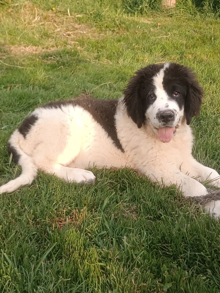 Du Domaine Du Boutlande - Chiots disponibles - Landseer type continental europeen