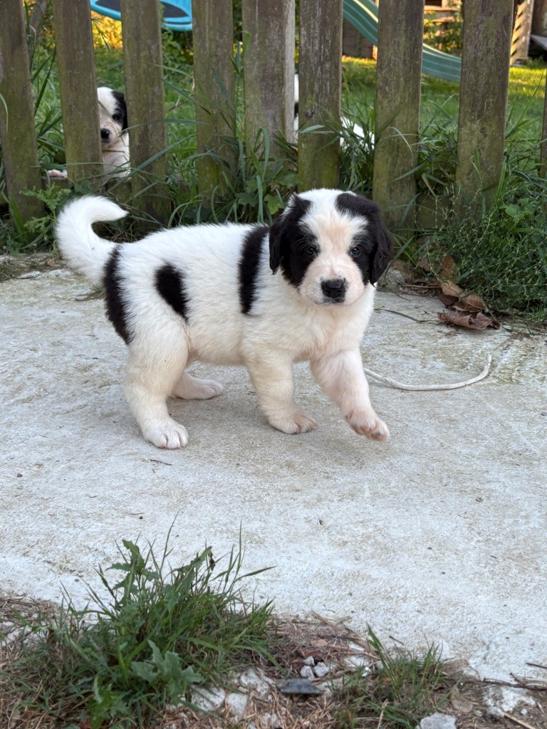 Du Domaine Du Boutlande - Chiots disponibles - Landseer type continental europeen