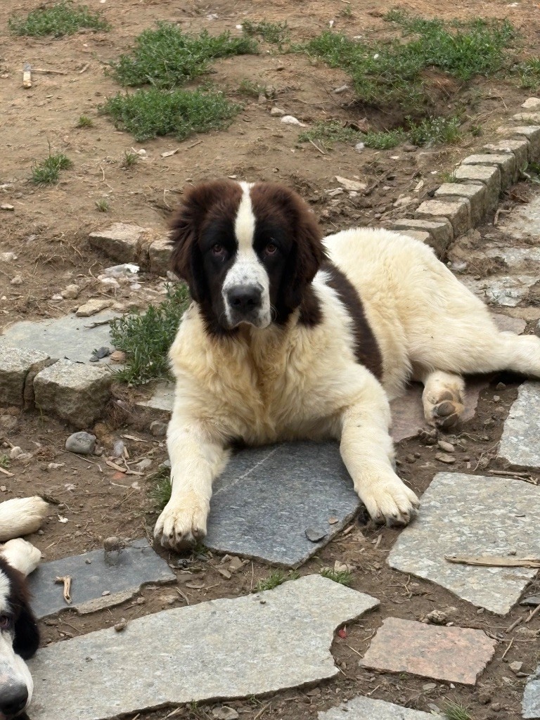 Du Domaine Du Boutlande - Chiots disponibles - Landseer type continental europeen