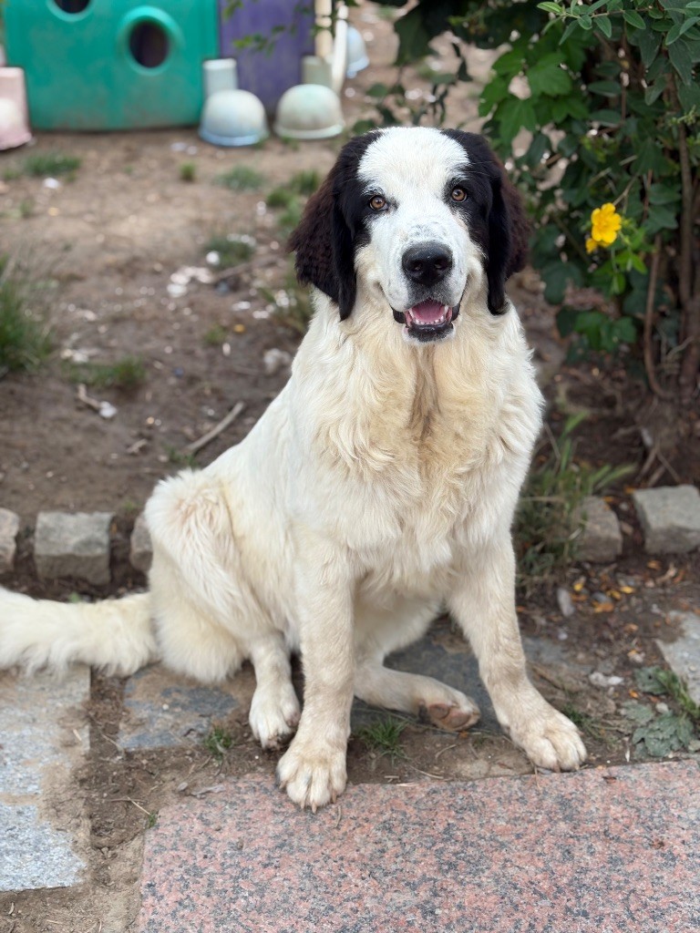 Du Domaine Du Boutlande - Chiots disponibles - Landseer type continental europeen