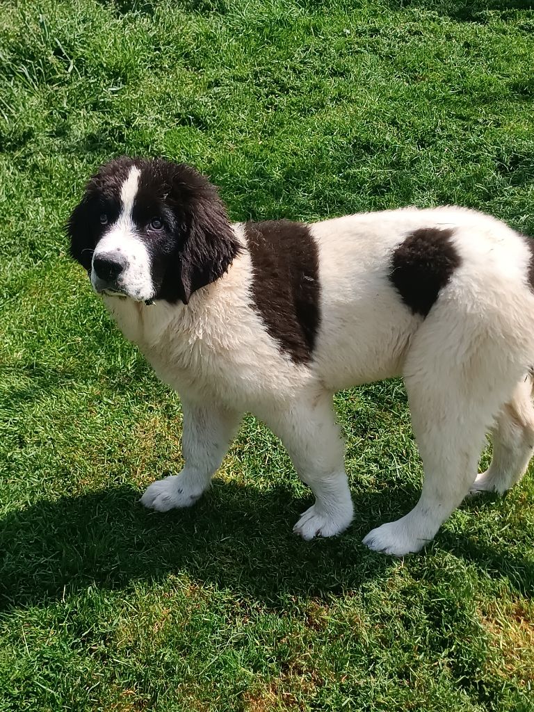 Du Domaine Du Boutlande - Chiots disponibles - Landseer type continental europeen