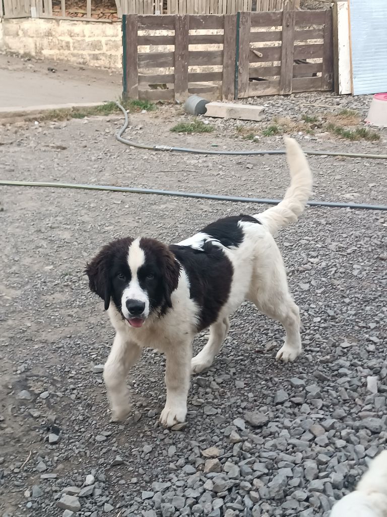 Du Domaine Du Boutlande - Chiots disponibles - Landseer type continental europeen